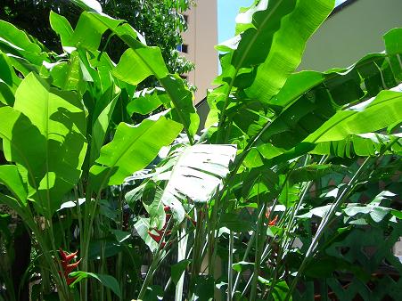 ハワイ旅行 熱帯植物 トラマルのたび旅マイル 楽天ブログ