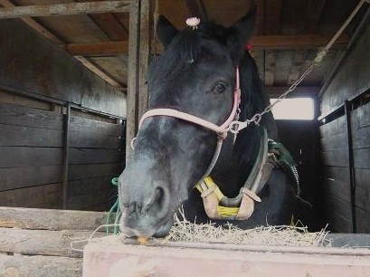 ばん馬のリッキー専用の市長の印鑑どぇ？ | 空と猫と、海と犬と、風と