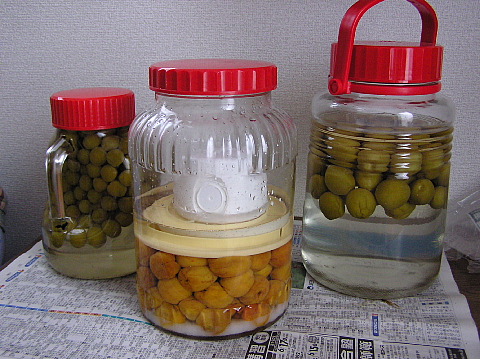 梅シロ梅ボシ梅シュ
