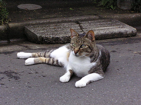 くつろぐ奴