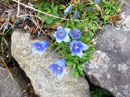 八甲田山登山してきました 白い粉に狂った私（笑 | しーちゃんの加齢と