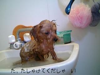 シャンプー
