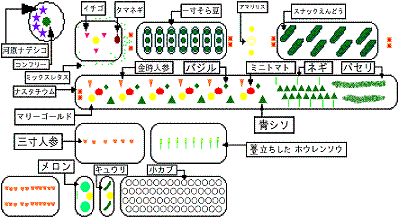 今植えているコンパニオンプランツの紹介 哲々のkimagure生活 楽天ブログ