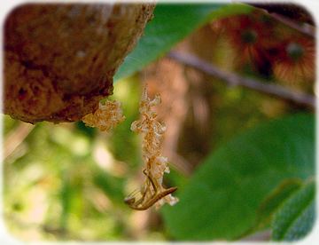 カマキリの旅立ち | 房総の片隅に佇むものの詩 - 楽天ブログ