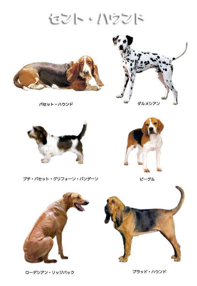 臭覚はだれにも負けないぞ Dog House 楽天ブログ