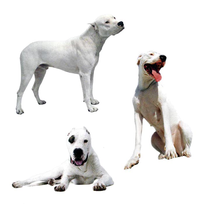 ピューマも捕らえる 純白の狩猟犬 Dog House 楽天ブログ