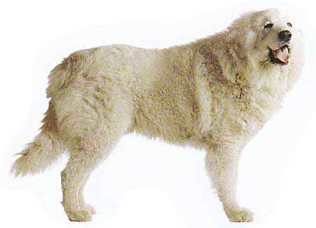 ピレーネ山脈で活躍していた 頼りがいのある白い超大型犬 Dog House 楽天ブログ