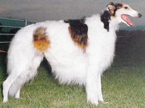 ロシアやヨーロッパ貴族のステータスシンボルの犬 Dog House 楽天ブログ