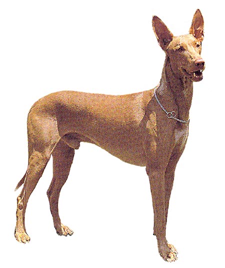 優美な容姿で 古代エジプトを伝える犬 Dog House 楽天ブログ