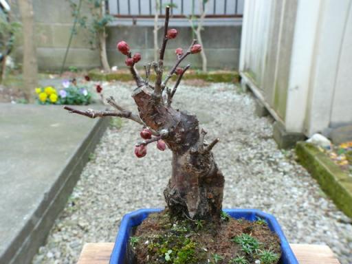 梅のミニ盆栽にはまっています | 園芸・盆栽・写真みんな下手