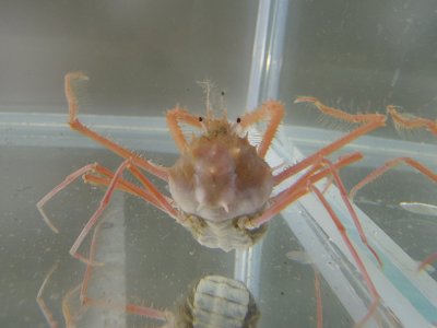 続くよ、カニさんネタ | 海水魚が好き！ - 楽天ブログ