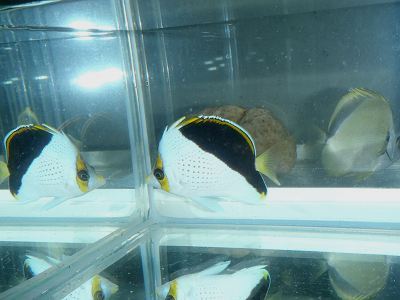 ティンカーズバタフライフィッシュさん | 海水魚が好き！ - 楽天