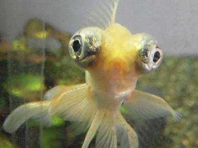 白い金魚の挨拶 出目金魚ぶろぐ 楽天ブログ