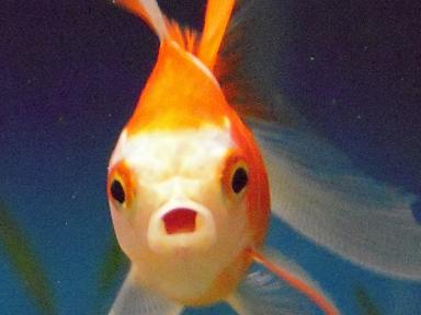 金魚の特技は変顔ですっ！ | 出目金魚ぶろぐ - 楽天ブログ