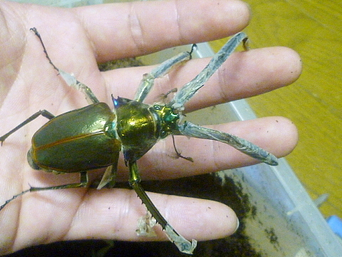 コガシラ出して見た＼(^o^)／ | 私の前世はカブトムシ - 楽天ブログ