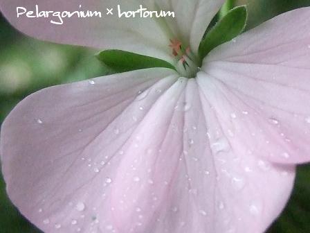 Pelargonium × hortorum.JPG