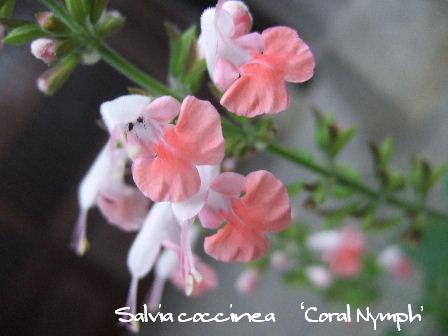 Salvia coccinea.JPG