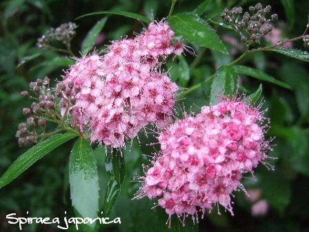 Spiraea japonica.JPG
