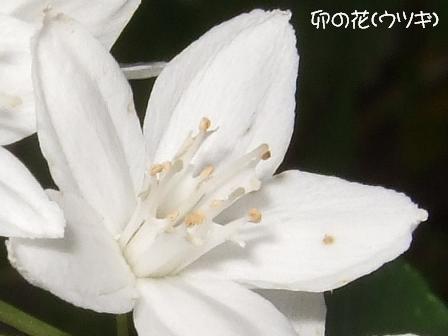 卯の花.JPG