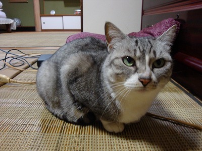 風ちゃん.jpg