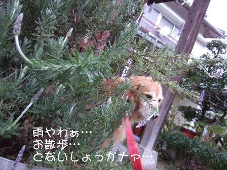 お散歩.JPG