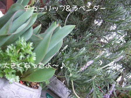 チューリップ 花言葉 思いやり & ラベンダー 花言葉 沈黙.