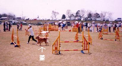 アジリティー1.JPG