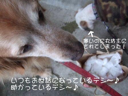 丸坊主.JPG