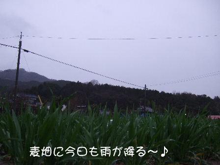 麦畑.JPG