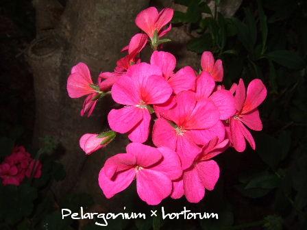 Pelargonium × hortorum.JPG