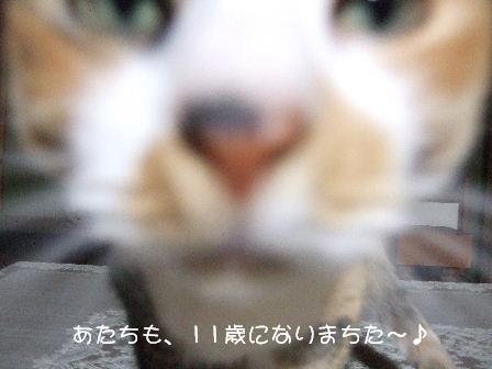 華ちゃん.JPG