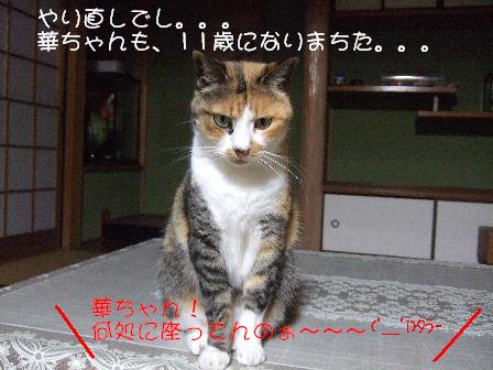 華ちゃん1.JPG