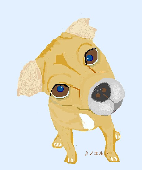 ノエル1.jpg