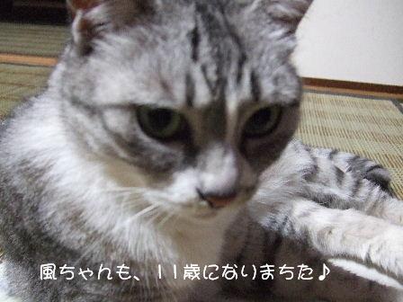 風ちゃん3.JPG