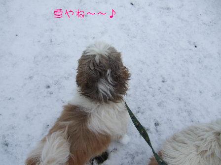 雪2.JPG