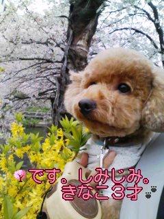 きなこちゃん1.JPG