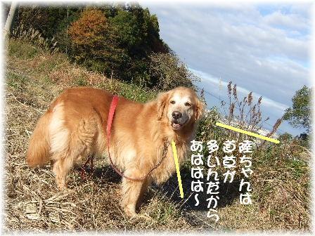 道草.JPG