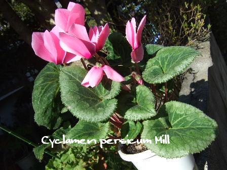 Cyclamen persicum Mill.JPG