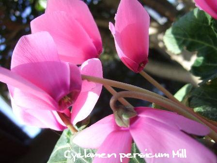 Cyclamen persicum Mill1.JPG