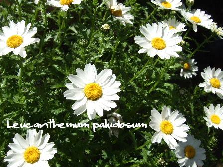 Leucanthemum paludosum.JPG