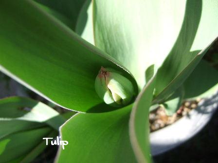 Tulip.JPG