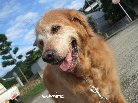 sumire1.JPG