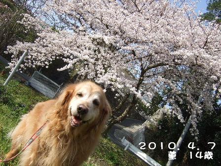 菫14歳2010.4.7.JPG