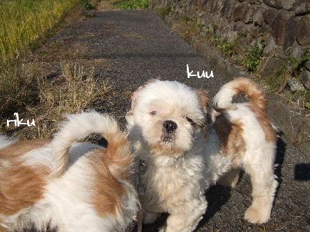 kuu.JPG