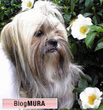 blogmura.jpg