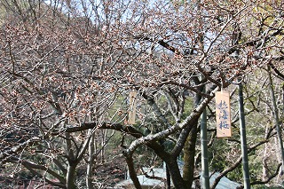 atami sakura.jpg
