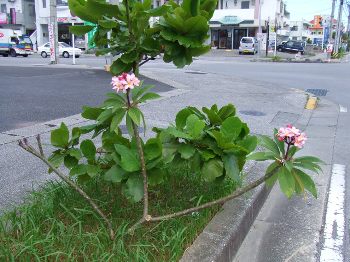 地植えのプルメリア はーこ 楽天ブログ