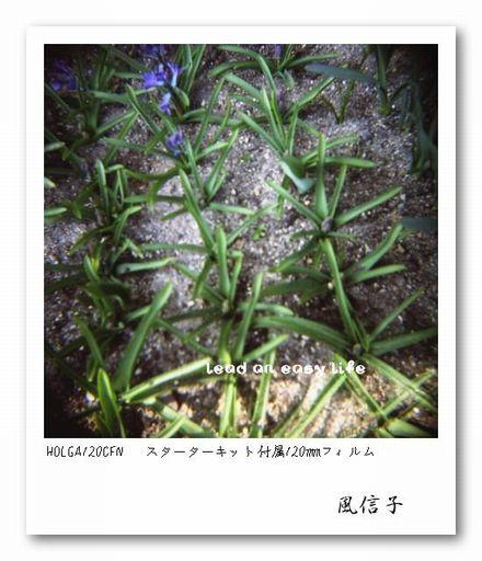 風信子2.JPG