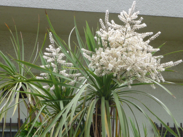 匂棕櫚蘭 においしゅろらん 写真あり 私の好きな花 楽天ブログ