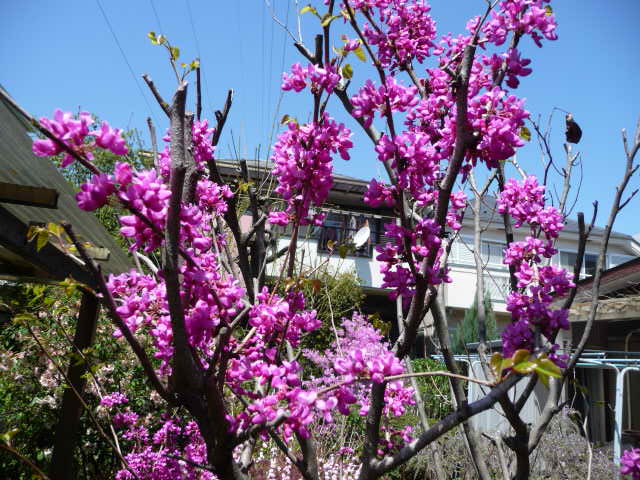 花蘇芳 はなずおう 庭桜 にわざくら ピンクと白 写真あり 私の好きな花 楽天ブログ